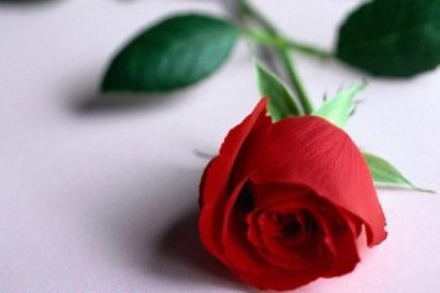 5748_traxcndafir-300×240